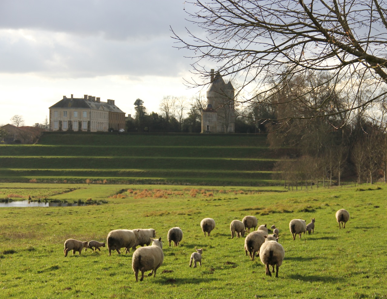 Moutons