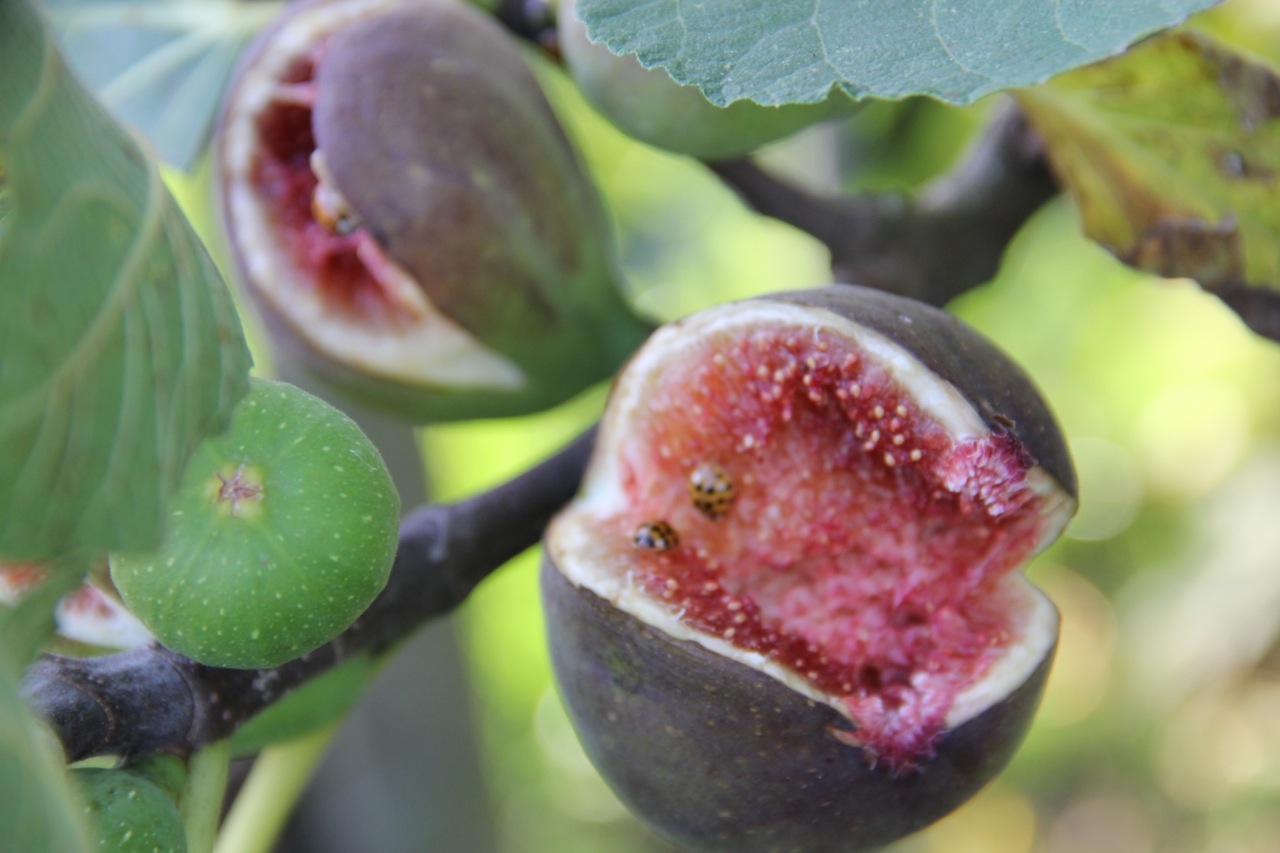 Figues