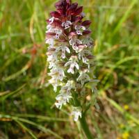 Orchide e 1