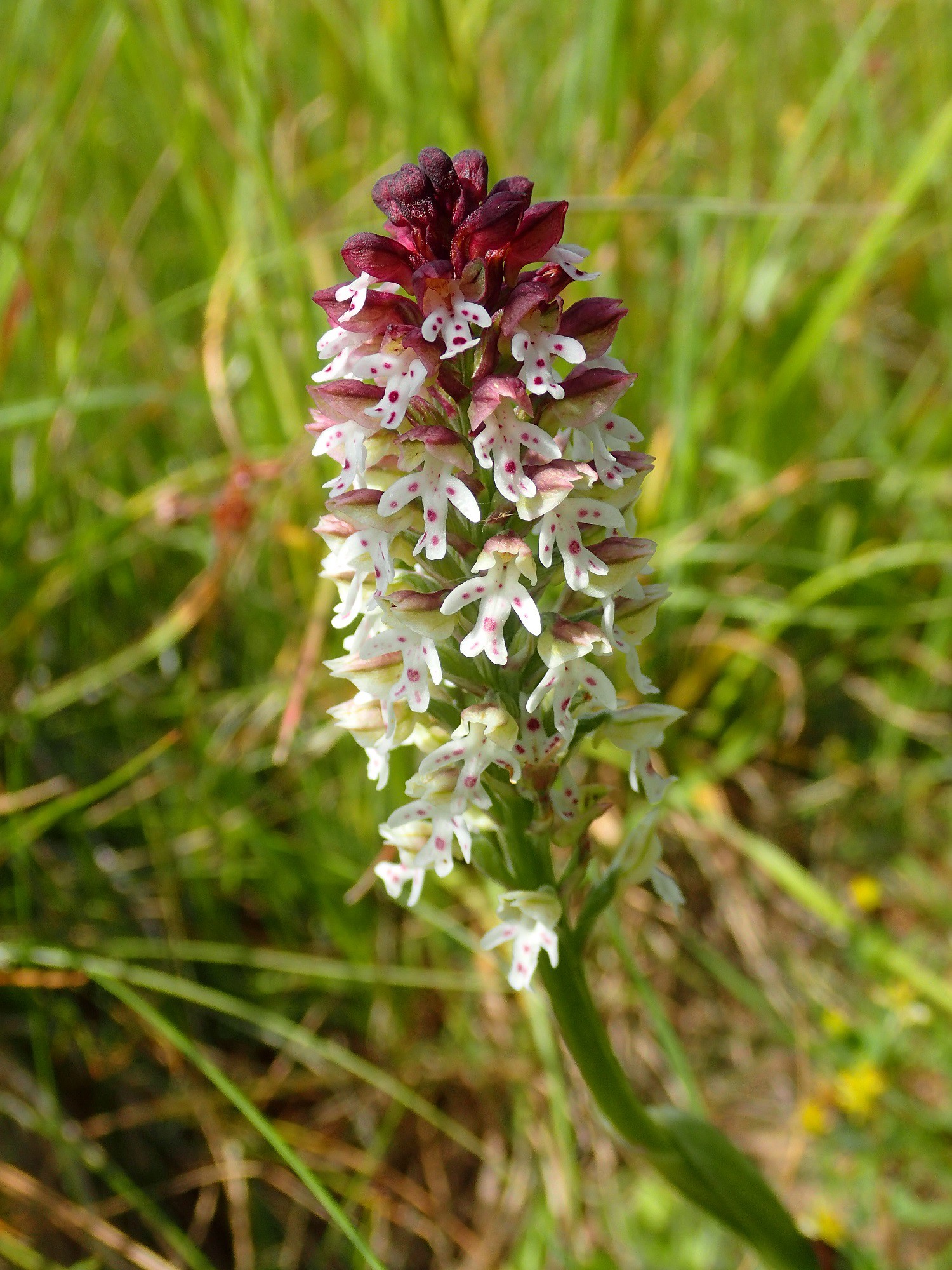 Orchide e 2